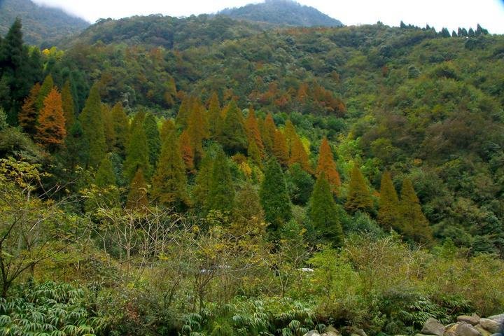 鞍子河自然保护区  崇州鞍子河