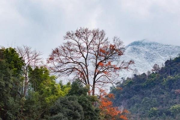 金佛山南坡自驾赏雪两日游攻略