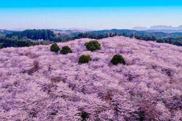 贵州平坝樱花基地介绍 景点在哪里