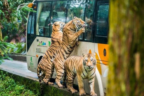 碧峰峡野生动物世界旅游攻略-门票价格-景点信息