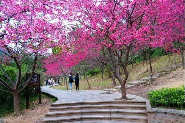 福州樱花园在哪里?能看樱花景区有哪些?